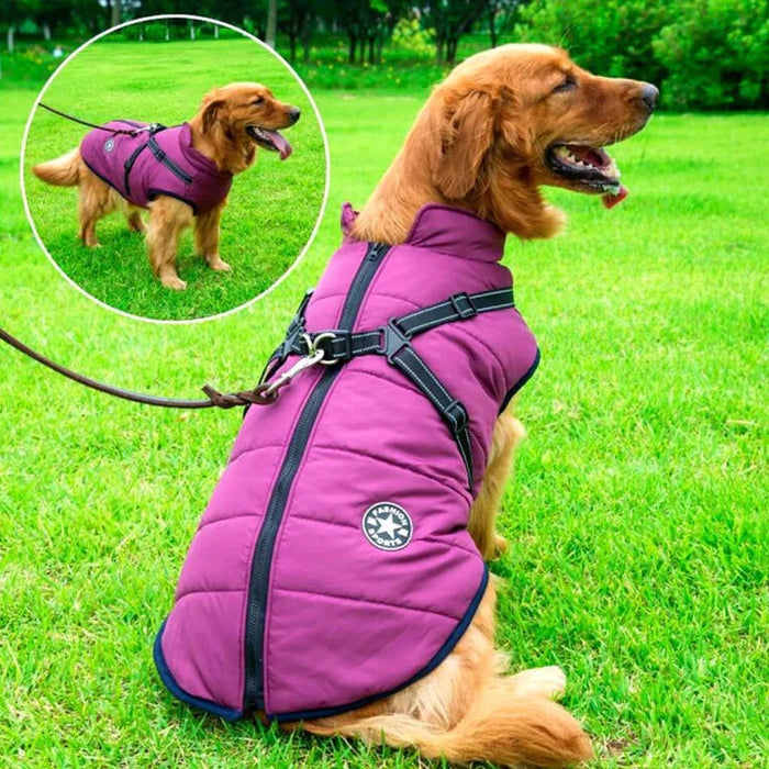 Golden retriever winter sales jacket
